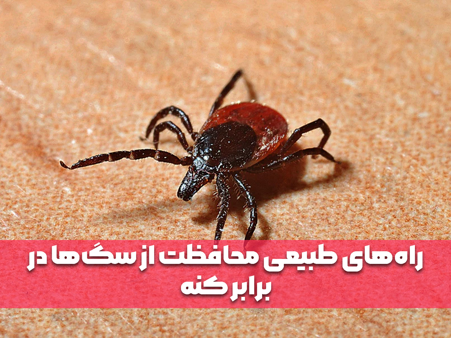 راه‌های طبیعی محافظت از سگ‌ها در برابر کنه